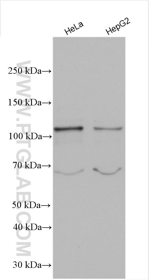 NRF2/NFE2L2 Antibody in Western Blot (WB)