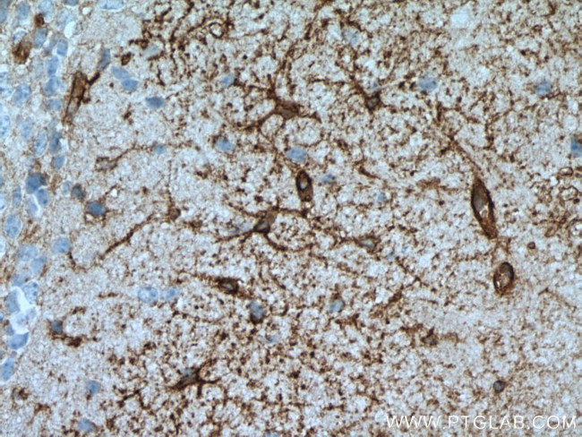 Aquaporin 4 Antibody in Immunohistochemistry (Paraffin) (IHC (P))