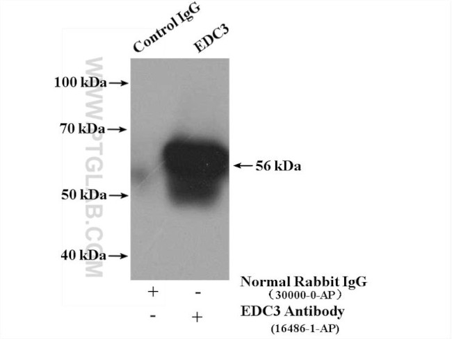 EDC3 Antibody in Immunoprecipitation (IP)