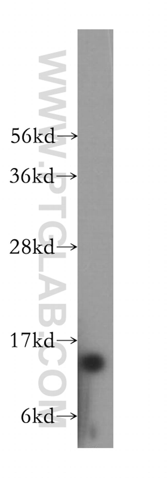 RPS12 Antibody in Western Blot (WB)