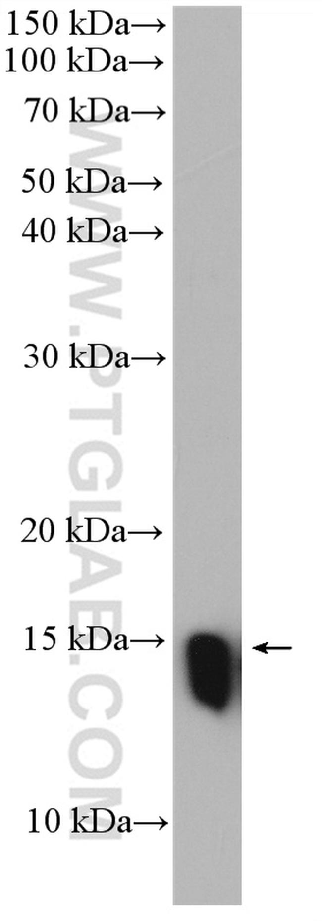 RPS12 Antibody in Western Blot (WB)