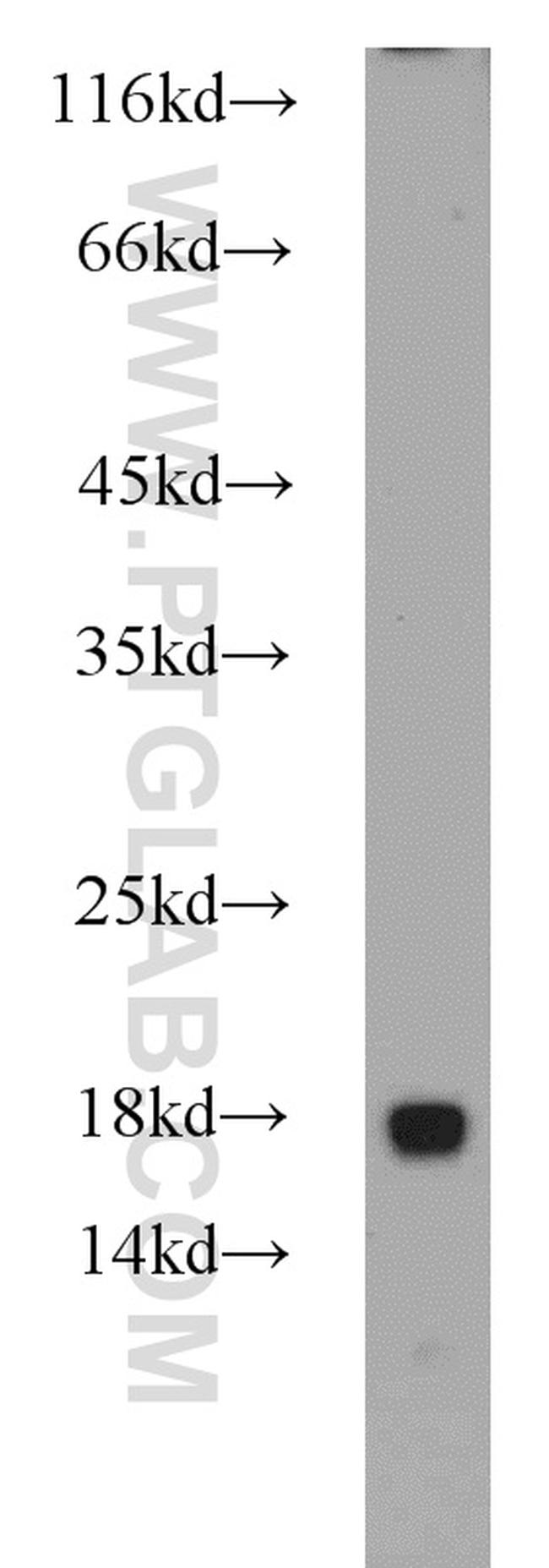 RPL31 Antibody in Western Blot (WB)