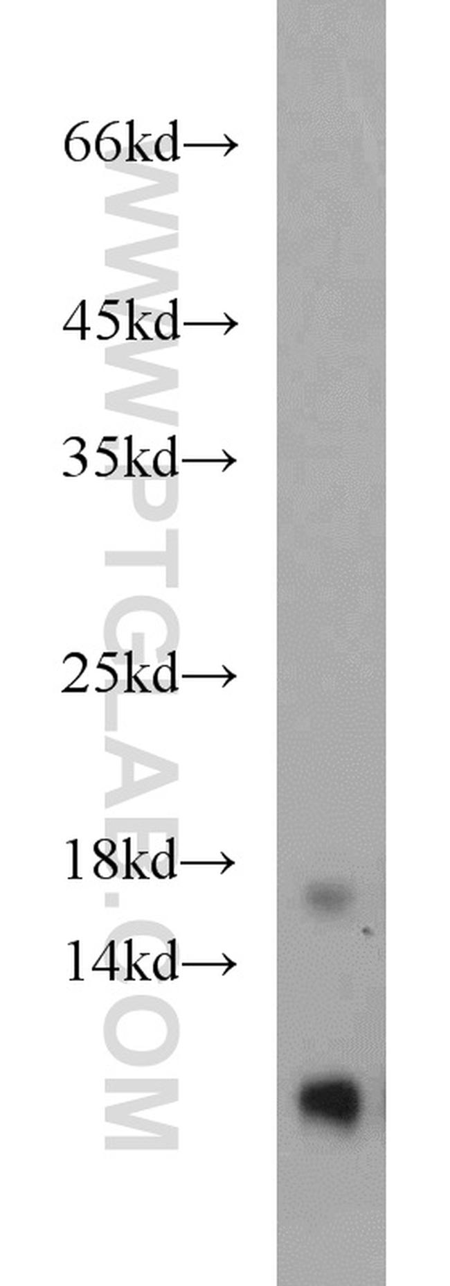 RPL31 Antibody in Western Blot (WB)