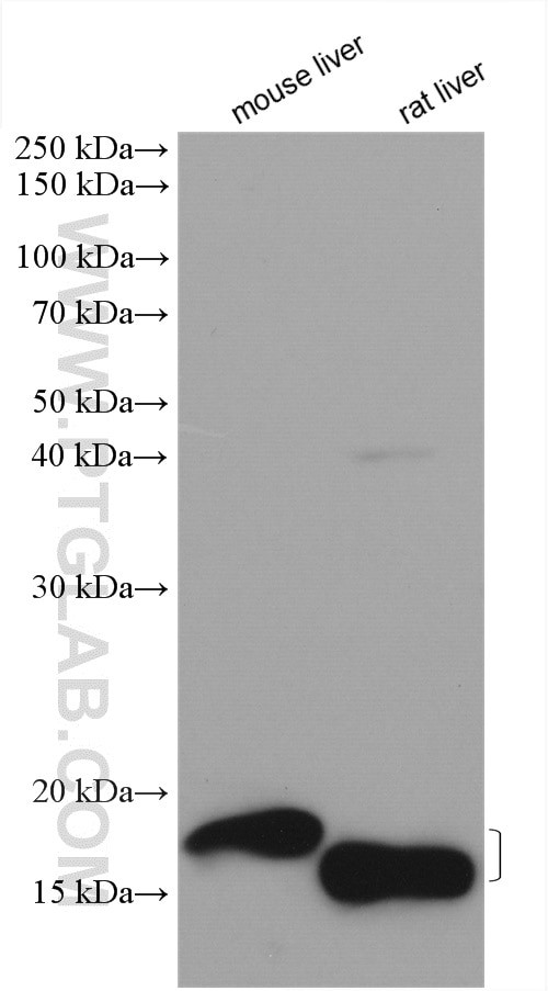 MCEE Antibody in Western Blot (WB)