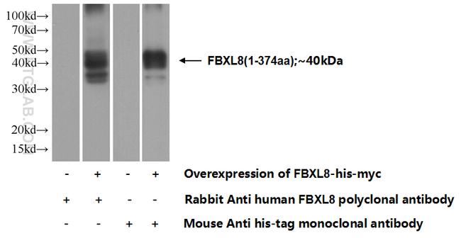 FBXL8 Antibody in Western Blot (WB)