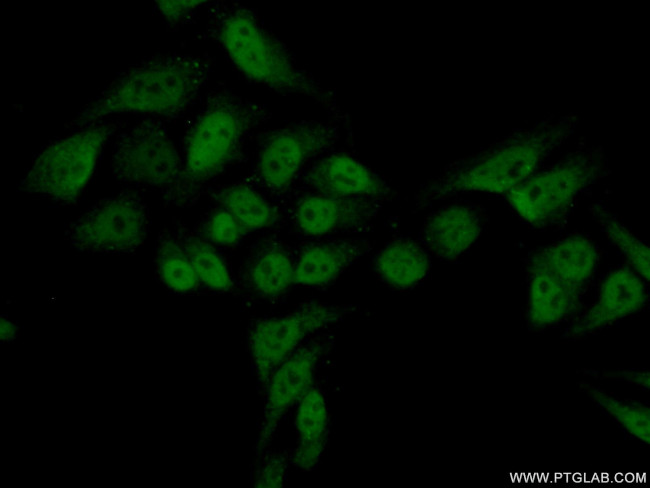 SUPT5H Antibody in Immunocytochemistry (ICC/IF)