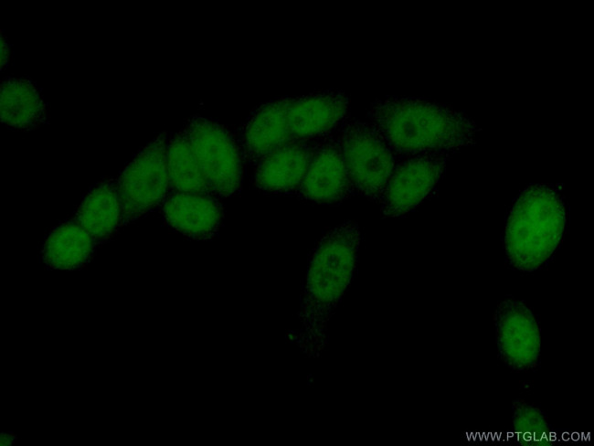 COPS7A Antibody in Immunocytochemistry (ICC/IF)