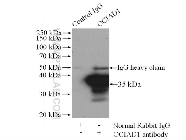 OCIAD1 Antibody in Immunoprecipitation (IP)