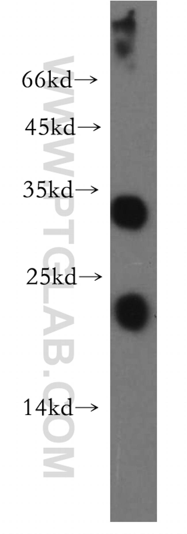 OCIAD1 Antibody in Western Blot (WB)