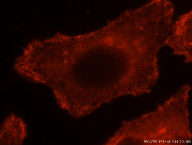 EPLIN Antibody in Immunocytochemistry (ICC/IF)