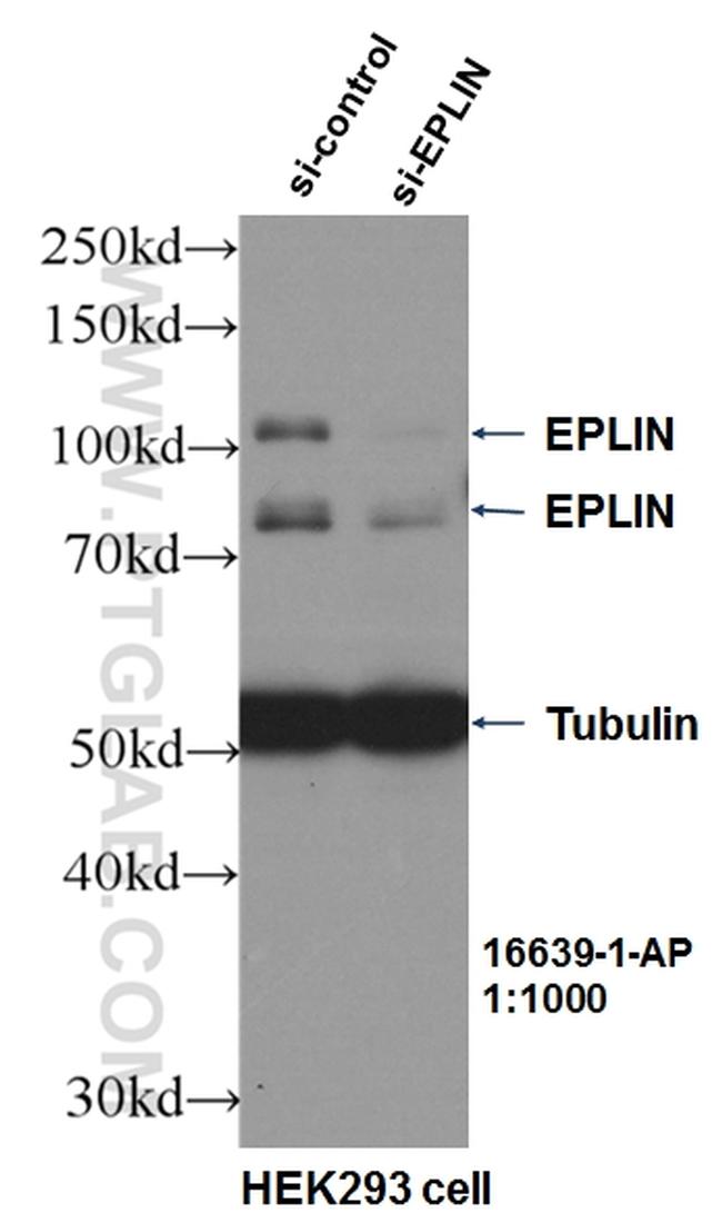 EPLIN Antibody in Western Blot (WB)