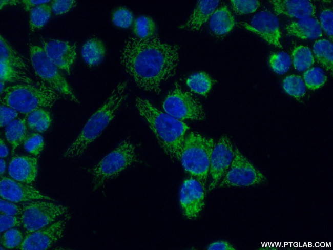 NDUFA5 Antibody in Immunocytochemistry (ICC/IF)