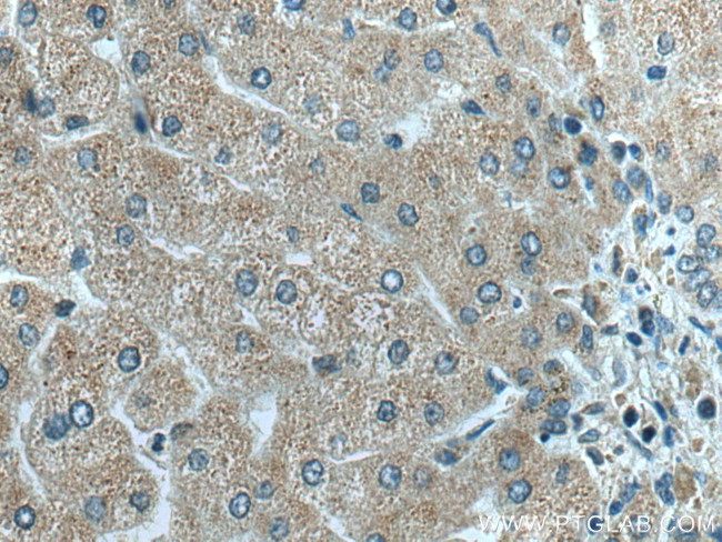 C18orf55 Antibody in Immunohistochemistry (Paraffin) (IHC (P))