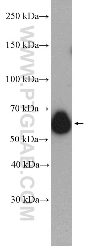 CKAP4 Antibody in Western Blot (WB)