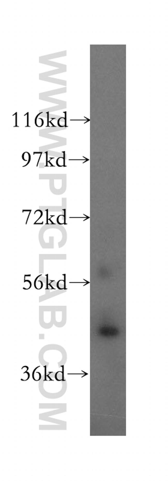 Cytohesin 3 Antibody in Western Blot (WB)