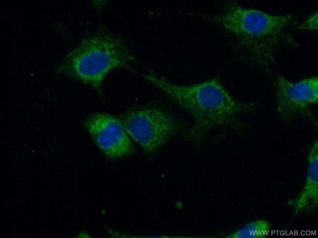 CA13 Antibody in Immunocytochemistry (ICC/IF)