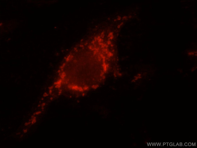 GCSH Antibody in Immunocytochemistry (ICC/IF)