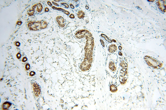 GCSH Antibody in Immunohistochemistry (Paraffin) (IHC (P))