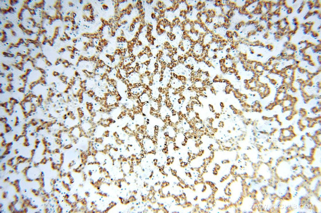 GCSH Antibody in Immunohistochemistry (Paraffin) (IHC (P))