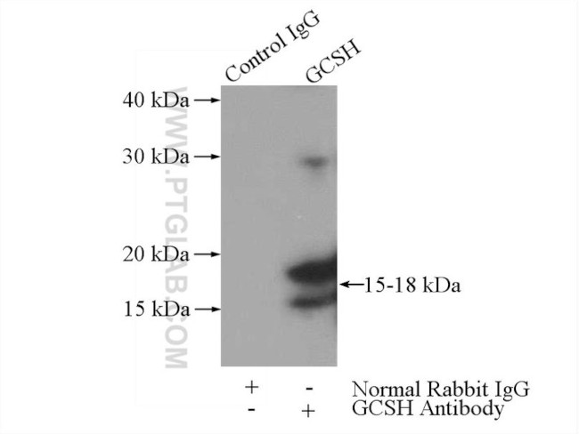 GCSH Antibody in Immunoprecipitation (IP)