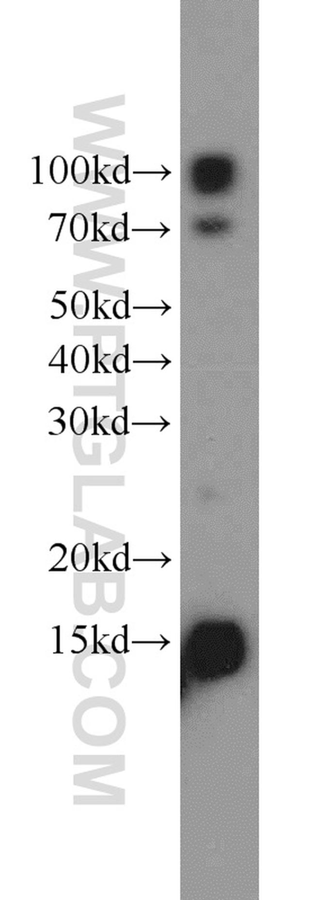 GCSH Antibody in Western Blot (WB)