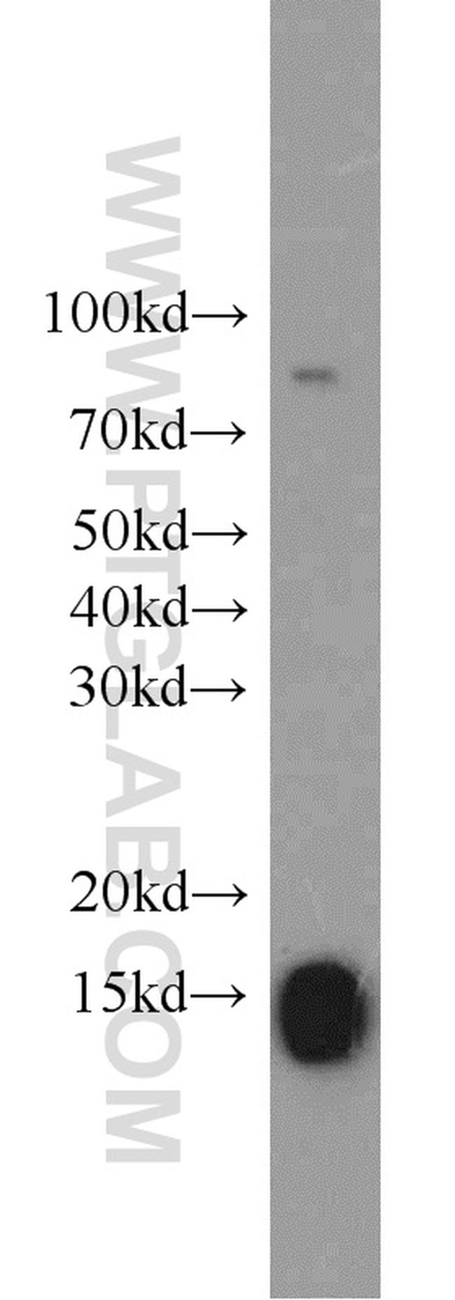 GCSH Antibody in Western Blot (WB)