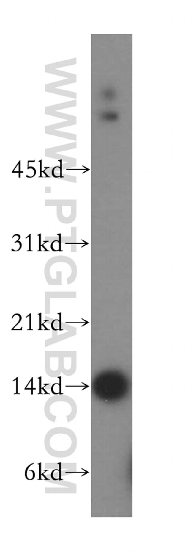 GCSH Antibody in Western Blot (WB)