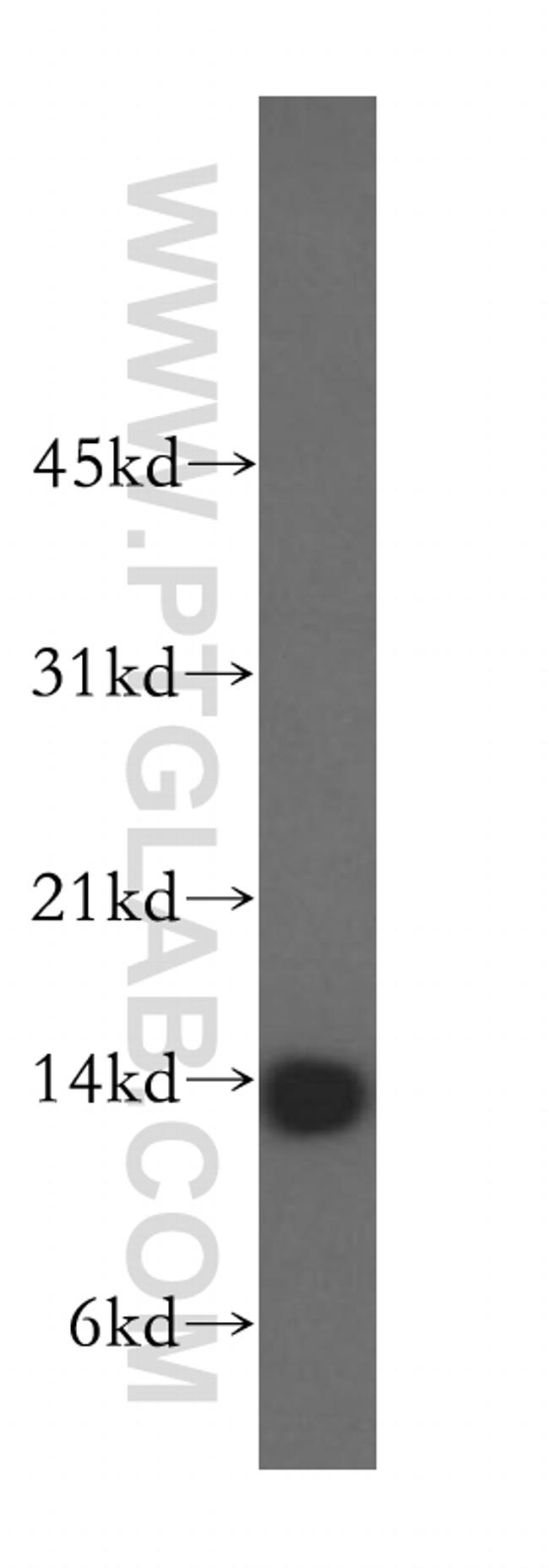 GCSH Antibody in Western Blot (WB)