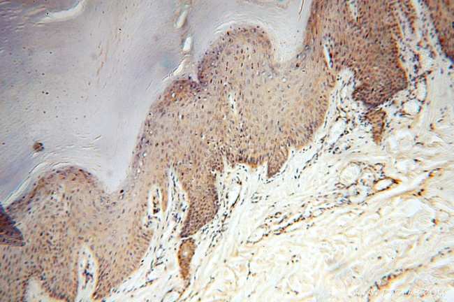 HSD17B8 Antibody in Immunohistochemistry (Paraffin) (IHC (P))