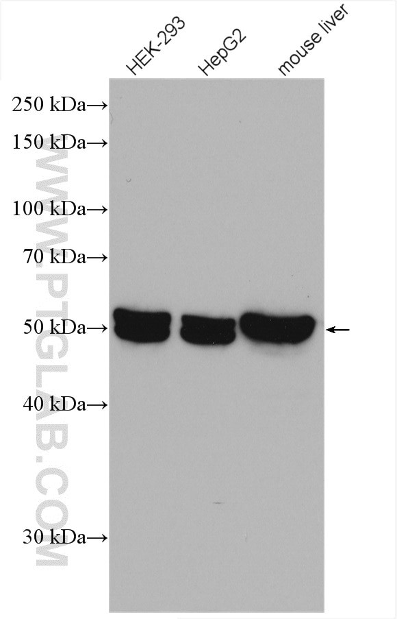 GPT2 Antibody in Western Blot (WB)