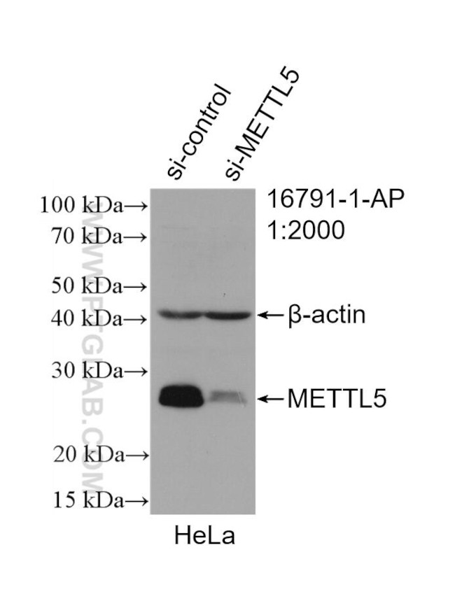 METTL5 Antibody in Western Blot (WB)