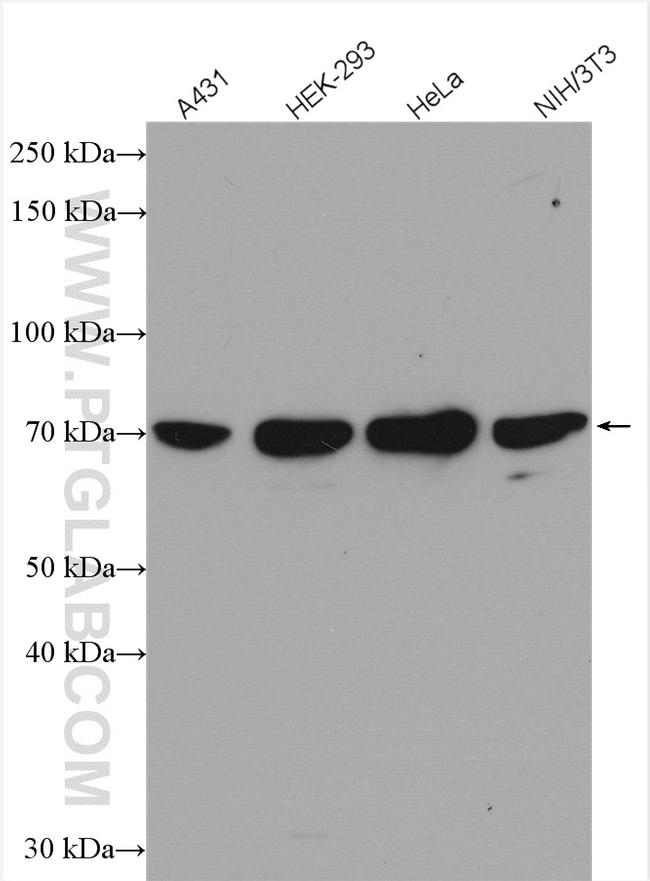 SRF Antibody in Western Blot (WB)