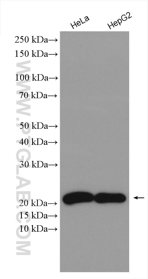 NIP7 Antibody in Western Blot (WB)