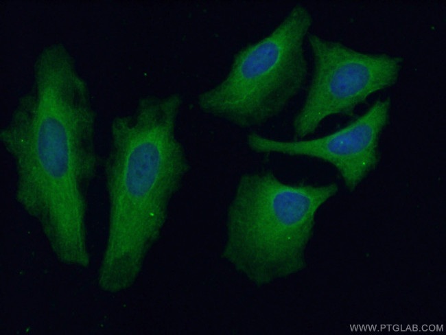 USP13 Antibody in Immunocytochemistry (ICC/IF)