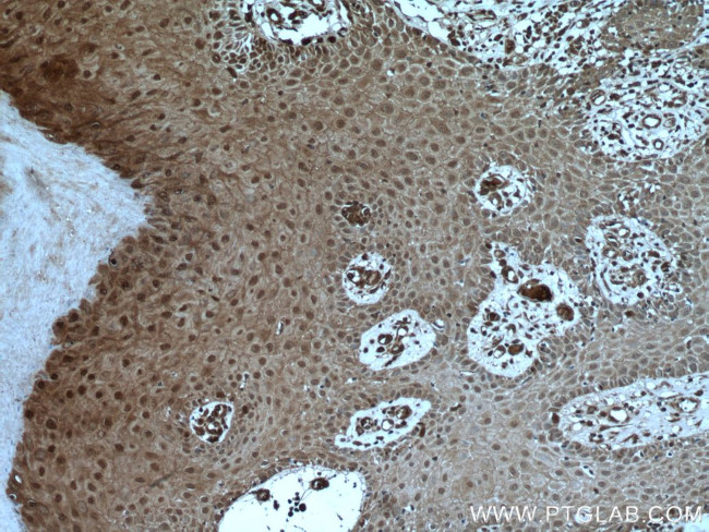 USP13 Antibody in Immunohistochemistry (Paraffin) (IHC (P))