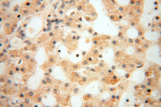 USP13 Antibody in Immunohistochemistry (Paraffin) (IHC (P))