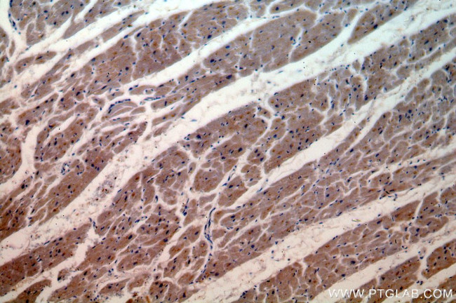 USP13 Antibody in Immunohistochemistry (Paraffin) (IHC (P))