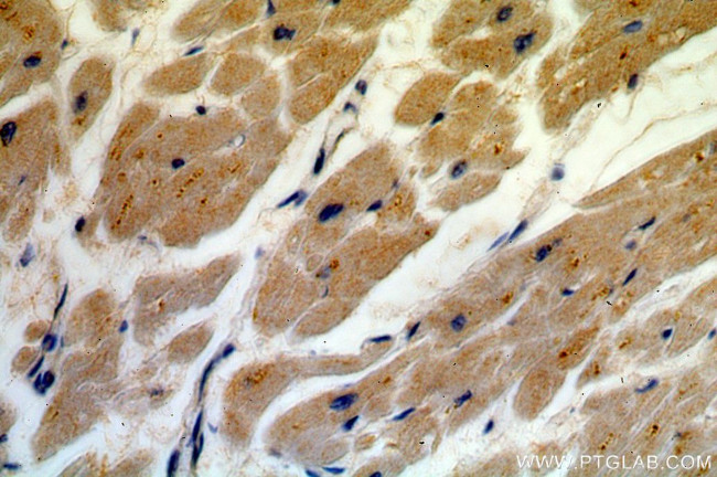 USP13 Antibody in Immunohistochemistry (Paraffin) (IHC (P))