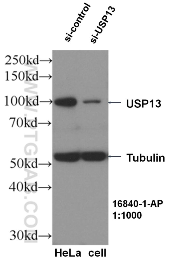 USP13 Antibody in Western Blot (WB)