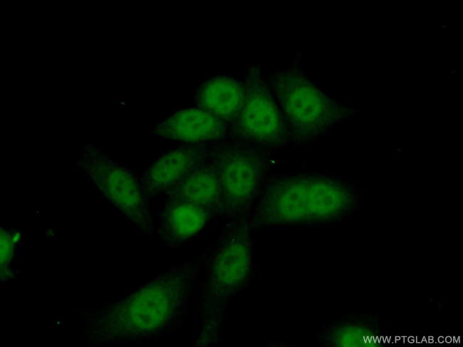 EAPP Antibody in Immunocytochemistry (ICC/IF)