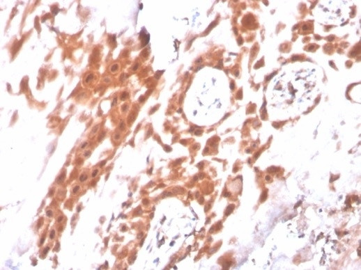 IDO2/Indoleamine 2,3-dioxygenase 2 Antibody in Immunohistochemistry (Paraffin) (IHC (P))