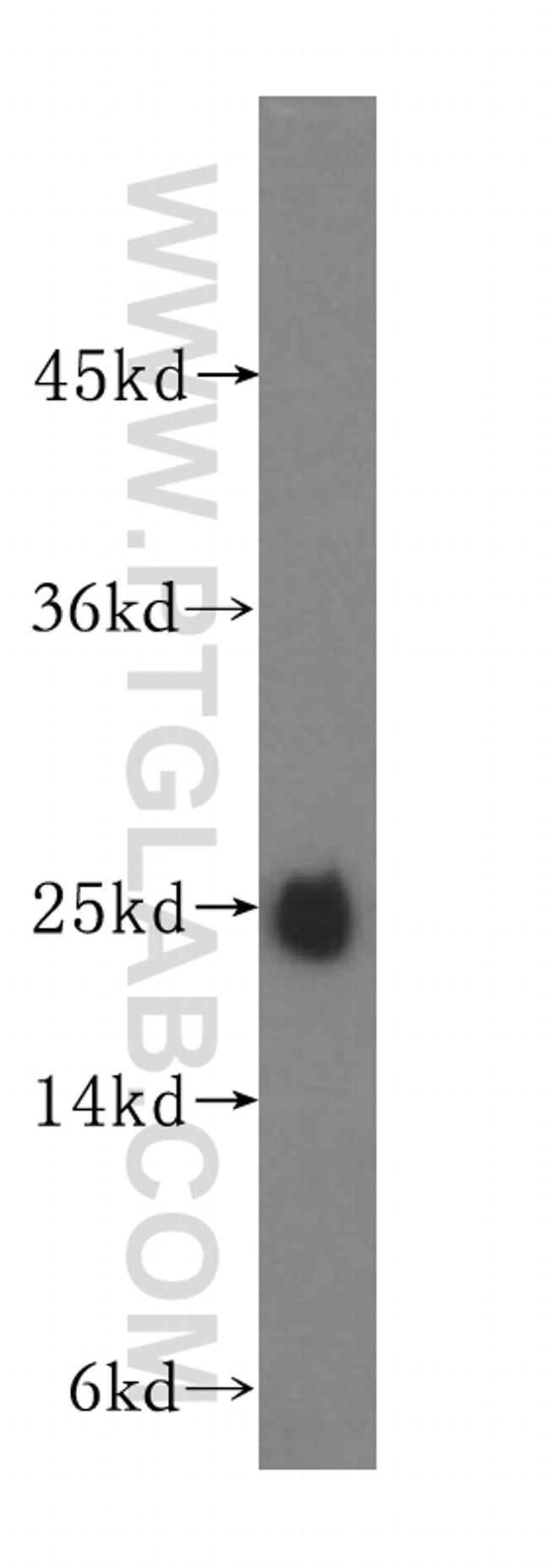 N6AMT2 Antibody in Western Blot (WB)