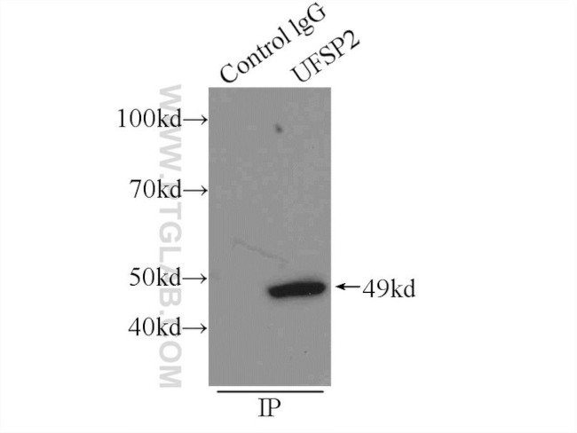 UFSP2 Antibody in Immunoprecipitation (IP)