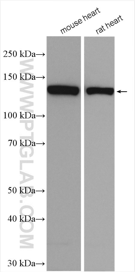 Collagen Type VI Antibody in Western Blot (WB)