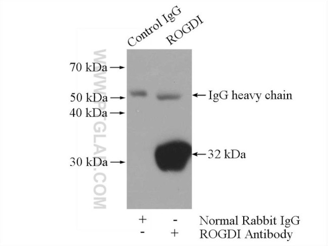 ROGDI Antibody in Immunoprecipitation (IP)