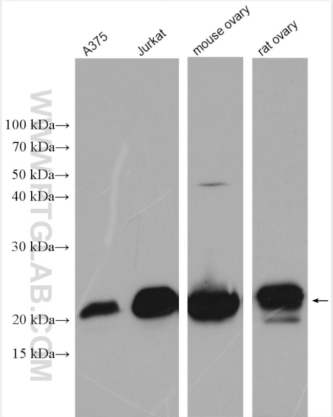UBE2F Antibody in Western Blot (WB)