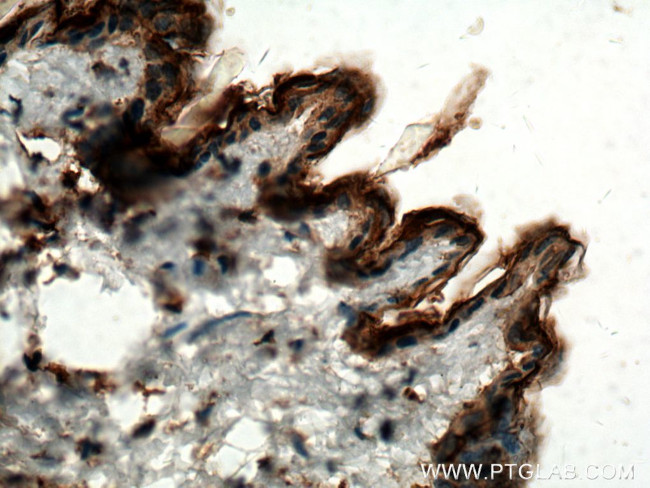 CST6 Antibody in Immunohistochemistry (Paraffin) (IHC (P))