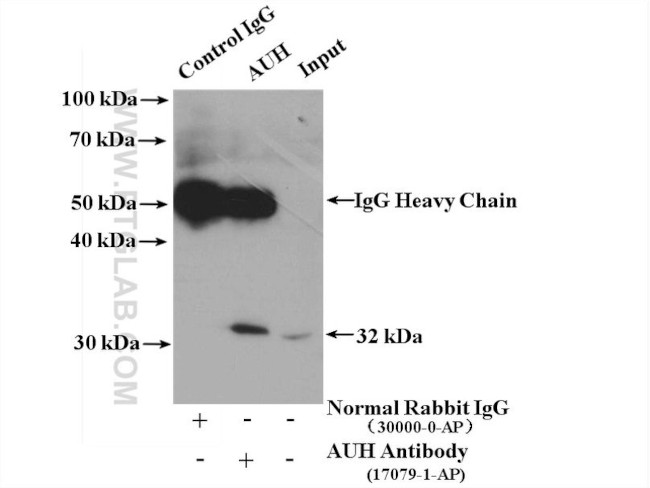 AUH Antibody in Immunoprecipitation (IP)