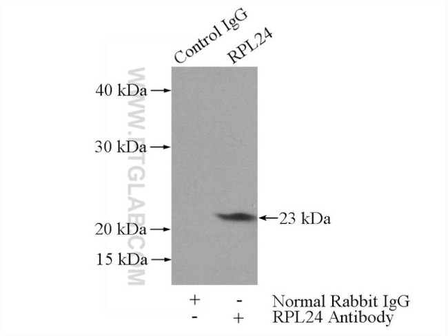 RPL24 Antibody in Immunoprecipitation (IP)