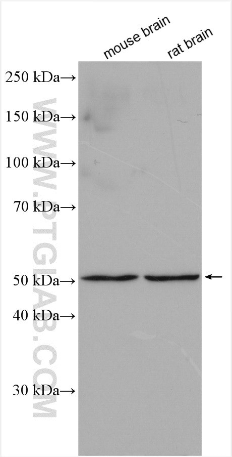 TMEM5 Antibody in Western Blot (WB)